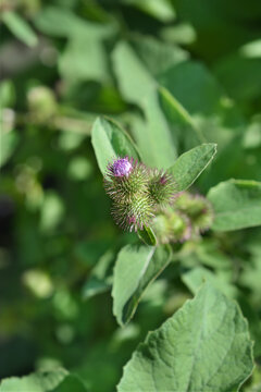 Lesser burdock flowers