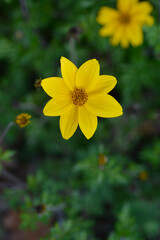 Sulfur cosmos flower