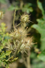 Watermelon Nightshade seed capsules