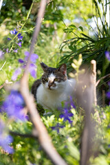 春の紫の花と草の間から覗くキジトラ柄とぶち猫柄の野良猫