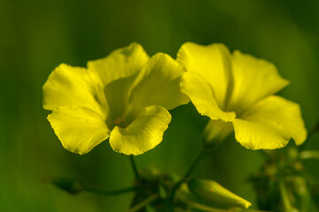 Obraz premium Bright yellow blossoms catching sunlight in a serene garden setting during late afternoon hours
