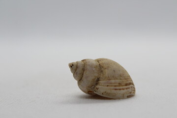 tritia mutabilis isolated on a white background 