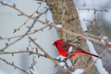 Red Northern Cardinal bird perched in snow covered tree in winter