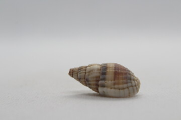 tritia reticulata isolated on a white background 