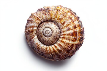 A beautifully textured, spiraled seashell, showcasing natural patterns and hues, perfect for decoration or study.
