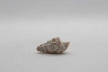 Sea snail Common cerith or European cerith (Cerithium vulgatum) isolated on a white background 
