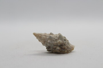 Sea snail Common cerith or European cerith (Cerithium vulgatum) isolated on a white background 