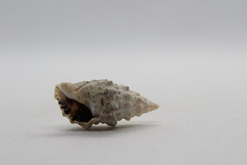 Sea snail Common cerith or European cerith (Cerithium vulgatum) isolated on a white background 