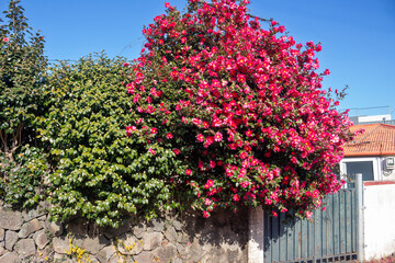 A winter landscape with camellia flowers in full bloom on the walls of houses in Jeju and camellia trees starting to sprout buds.