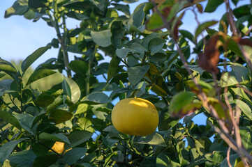 Citrus fruits ripening under bright sun in an orchard during late afternoon hours
