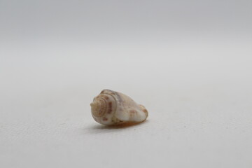 strombus marginatus isolated on a white background 