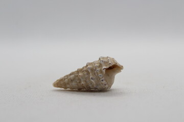 Sea snail Common cerith or European cerith (Cerithium vulgatum) isolated on a white background 