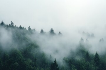 Misty Mountain Forest Enveloped In Fog