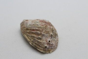 shells of Haliotis tuberculata coccinea, green ormer isolated on a white background