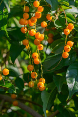Vibrant orange fruits dangle from lush green branches under bright sunlight in a serene garden