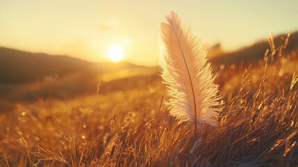 Feather in Sunlight with Soft Golden Landscape at Sunset