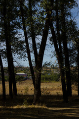Obraz premium View of the village from the shadows of the trees. Boguchar village.