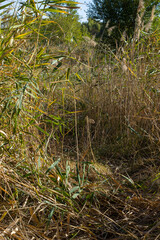 The reeds dried in the sun. The village of Boguchar.