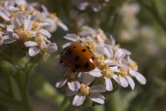 95 Ladybug on white flowers
Hippodamia convergens. Convergent lady beetles are raised and sold to control pests in gardens and farms. They are released in quantities of 1,500 to 72,000 adults per acre