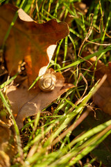 A frog sitting on the grass