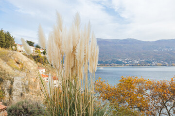 Fluffy pampas grass sways gently above Lake Ohrid, framed by hills and colorful autumn foliage.