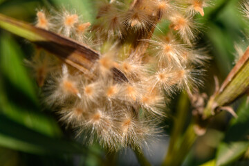 Delicate wisps of nature adorn vibrant green foliage in a tranquil garden setting