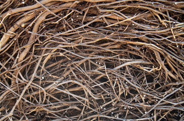 Dried brown branches of bush