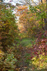 A dirt path in a forest