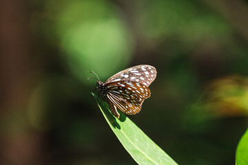 Fototapeta premium Close up of Blue Tiger Butterfly. Tirumala septentrionis, the dark blue tiger, is a danaid butterfly.