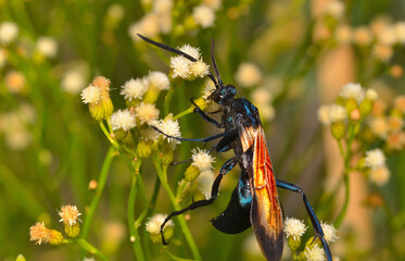 beautiful wasp sipping nectar from a flower