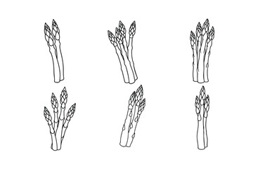 Asparagus (Asparagus officinalis) design, labeled line art vector illustration