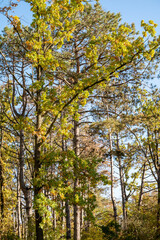 Fototapeta premium A tree in a forest