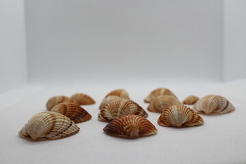 Beautiful sea shells of common cockle isolated on a white background. Cerastoderma edule. Decorative ribbed oval seashells of edible saltwater clams.
