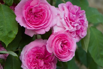 Pink flowers