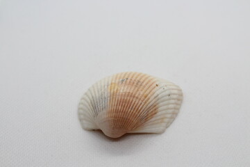 Multiple projection view of a Rough cockle shell (Acanthocardia tuberculata) isolated on white background

