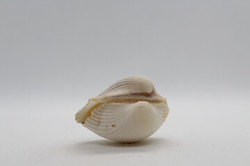 Multiple projection view of a Rough cockle shell (Acanthocardia tuberculata) isolated on white background
