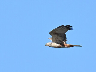 チュウヒ Eastern Marsh Harrier