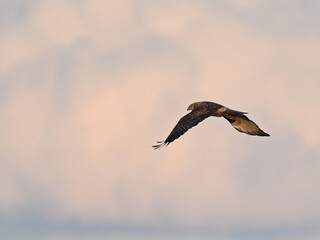 チュウヒ Eastern Marsh Harrier