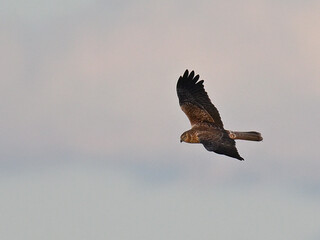 チュウヒ Eastern Marsh Harrier