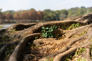 Small green plants basking in the sun on the roots of a century-old tree