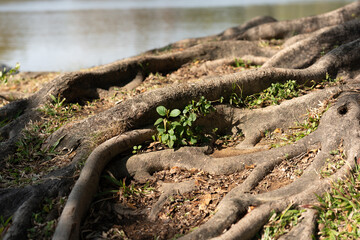 Small green plants basking in the sun on the roots of a century-old tree