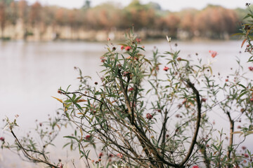 Dongguan Botanical Garden, a tourist attraction in China, has almost lost all its leaves in winter, leaving only branches.