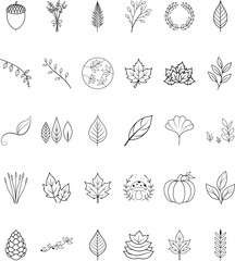Autumn Leaves, Botanical Line Art, Nature Illustrations, Fall Graphics
