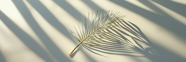 A solitary, delicate palm leaf 