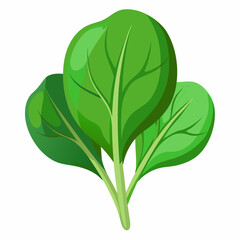 Spinach white background