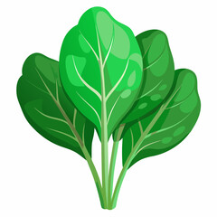 Spinach white background
