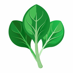 Spinach white background