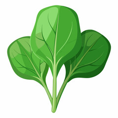 Spinach white background
