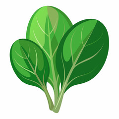 Spinach white background