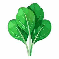 Spinach white background